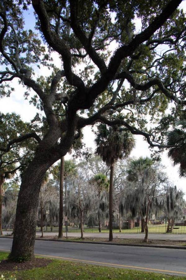 Restored Historic Home 5 Bedroom 4 And A Half Bath Savannah Exterior foto